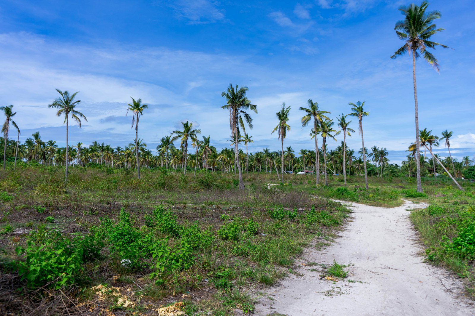 Coconut palms, Bantayan Island